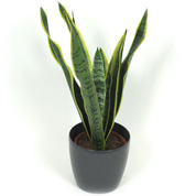 Sansevieria + Cachep Antracite